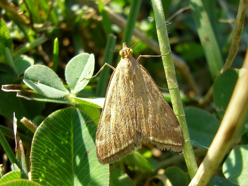 Loxostege sticticalis